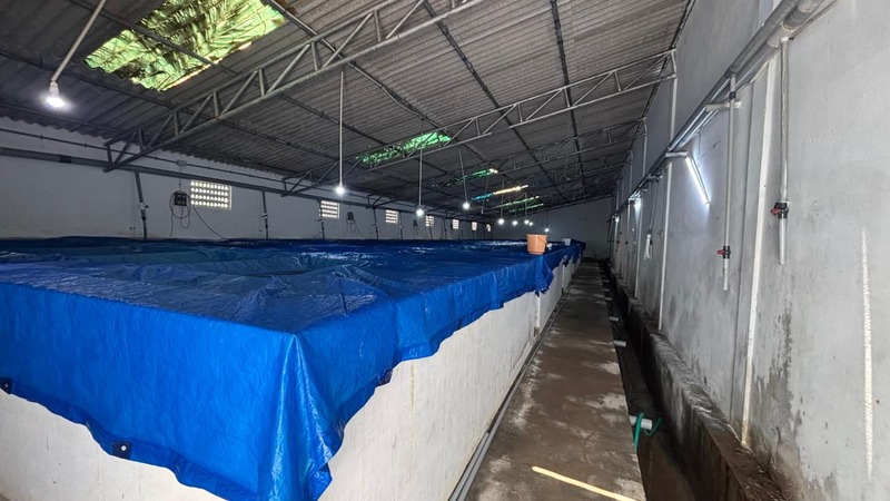 Hatchery Tanks