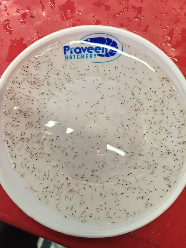 Nauplii Production